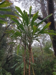 Cordyline petiolaris