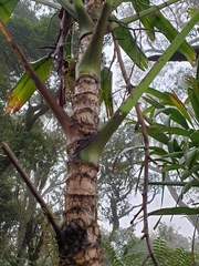 Cordyline petiolaris
