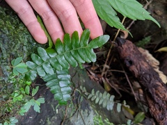 Arthropteris palisotii