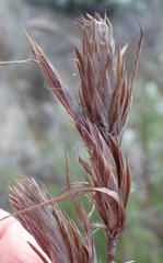 Thamnochortus glaber
