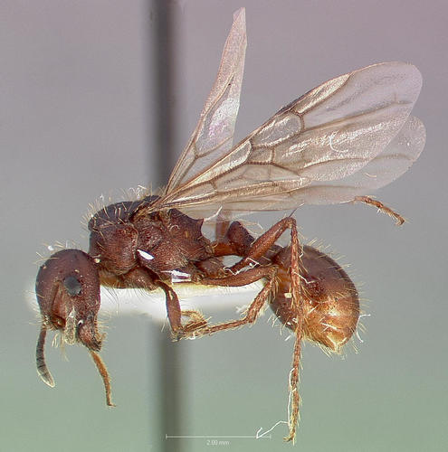 Pogonomyrmex coleiPogonomyrmex colei