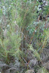 Thamnochortus glaber