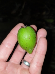 Planchonella australis