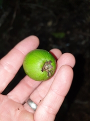 Planchonella australis