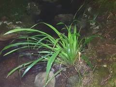 Helmholtzia glaberrima