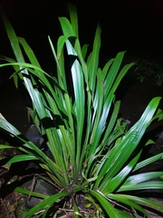 Helmholtzia glaberrima