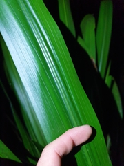 Helmholtzia glaberrima