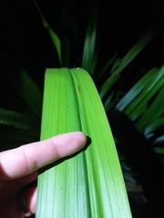 Helmholtzia glaberrima