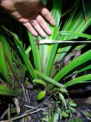 Helmholtzia glaberrima