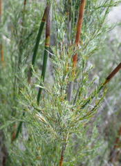 Thamnochortus glaber