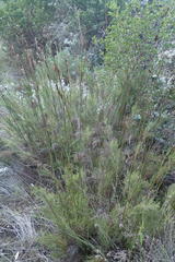 Thamnochortus glaber