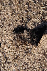 Anoplolepis steingroeveri