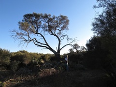 Hakea tephrosperma