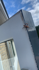 Leptoglossus occidentalis
