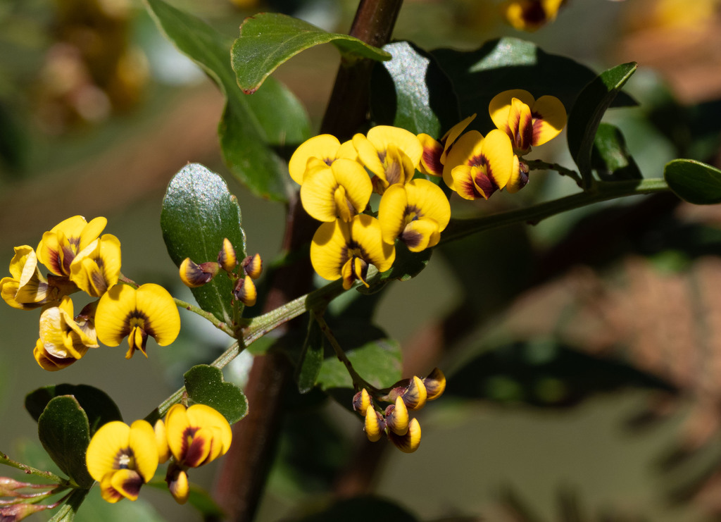 box-leaf bitter-pea