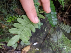 Arthropteris palisotii