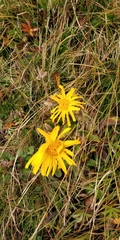 Senecio doronicum