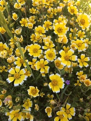 Layia chrysanthemoides