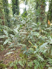Syzygium ingens