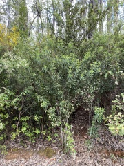 Gastrolobium bilobum