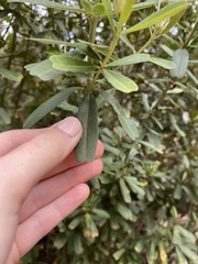 Gastrolobium bilobum