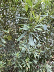 Gastrolobium bilobum