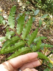 Cupaniopsis baileyana