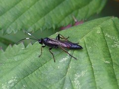 Stenichneumon culpator