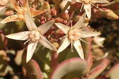 Crassula arborescens