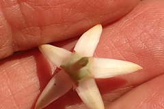 Crassula arborescens