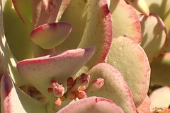 Crassula arborescens