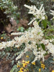 Trymalium odoratissimum