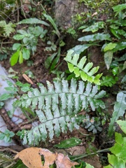 Hymenasplenium apogamum