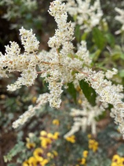 Trymalium odoratissimum