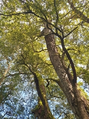 Nothofagus moorei