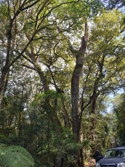 Nothofagus moorei