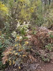 Trymalium odoratissimum