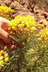 Hymenolepis