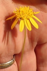 Hymenolepis