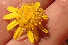 Hymenolepis