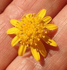 Hymenolepis