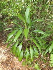 Cordyline petiolaris