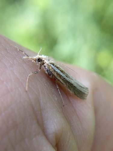 Common Grass-veneer photo 4