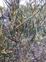 Acacia williamsonii