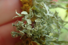 Ramalina glaucescens