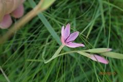Hesperantha baurii