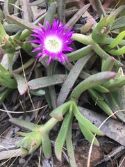 Carpobrotus modestus