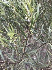 Myoporum montanum