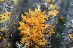 Teloschistes velifer