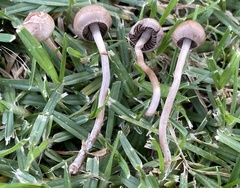 Panaeolus foenisecii